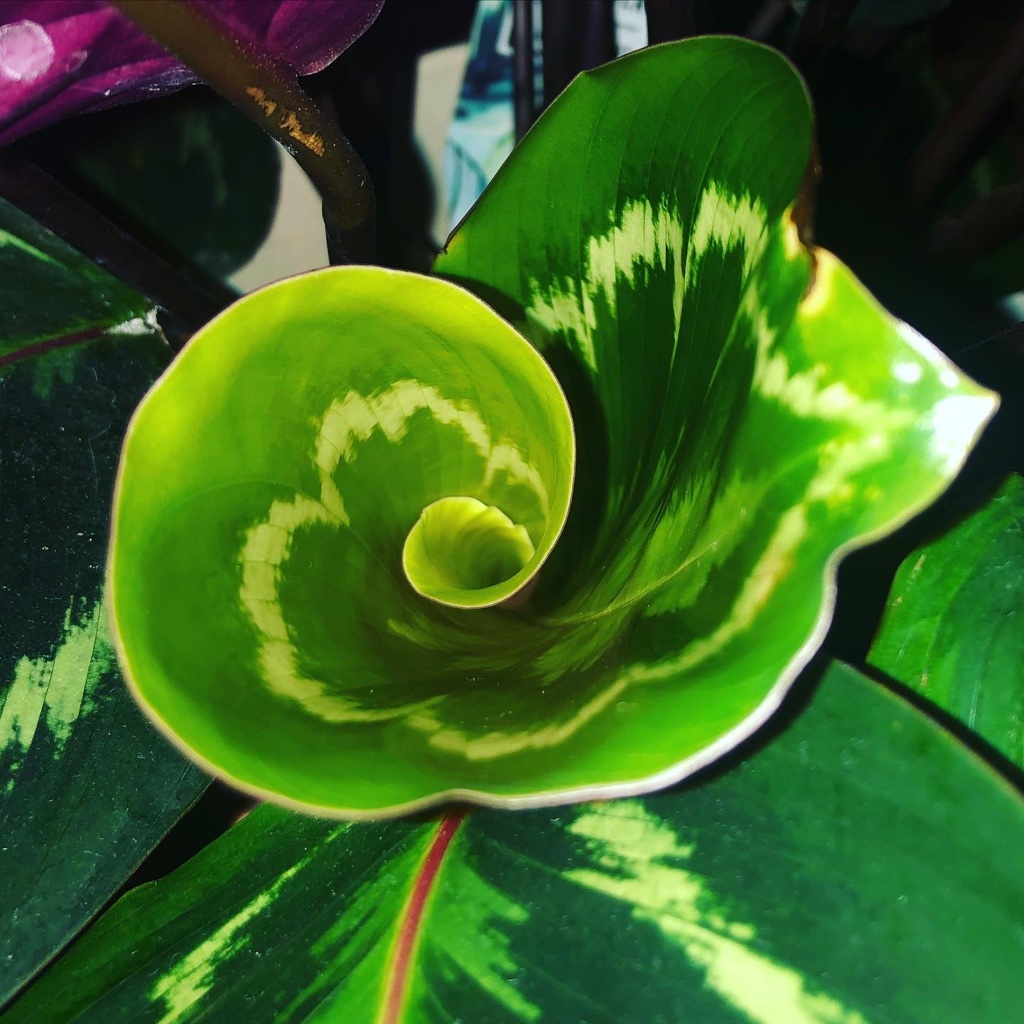 what-does-a-new-calathea-veitchiana-leaf-look-like-ohemaa-world