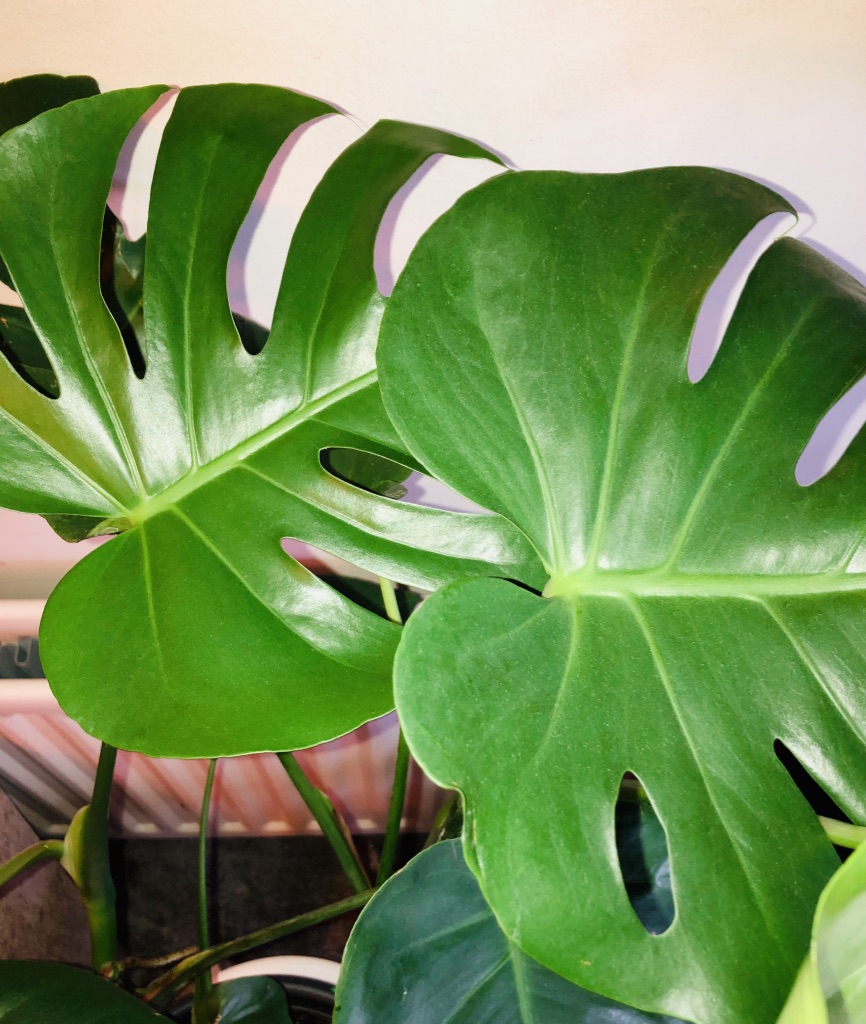 Introducing Mary Monstera: The Massive, Majestic Plant - Ohemaa World